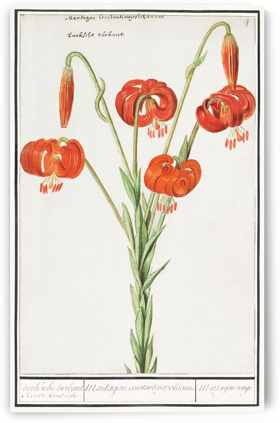 Red lily in vintage style by IStockHistory com