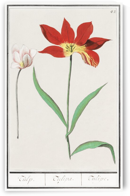 Tulip in vintage style by IStockHistory com