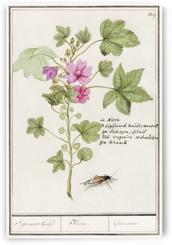 Tulip in vintage style by IStockHistory com