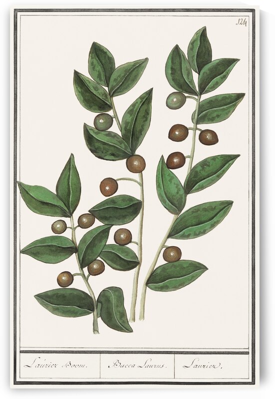 Olive in vintage style by IStockHistory com