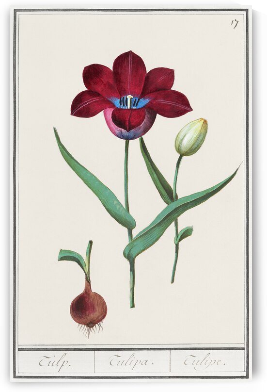 Tulip in vintage style by IStockHistory com