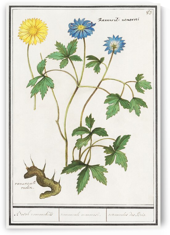 Windflower in vintage style by IStockHistory com