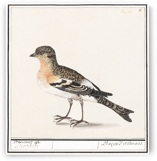 Brambling in vintage style by IStockHistory com