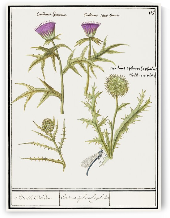 Thistle and artichoke by IStockHistory com