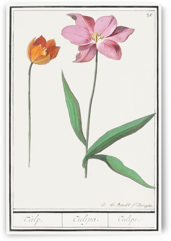 Tulip in vintage style by IStockHistory com