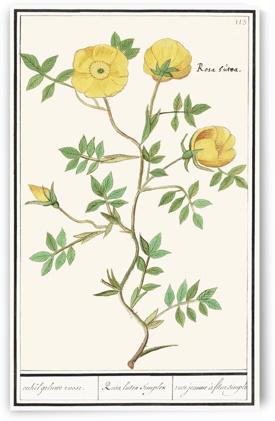 Yellow rose in vintage style by IStockHistory com