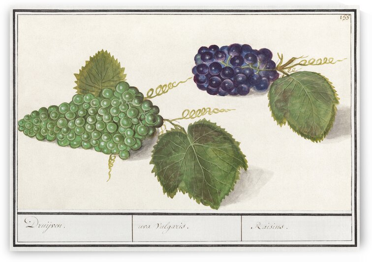 Grapes in vintage style by IStockHistory com