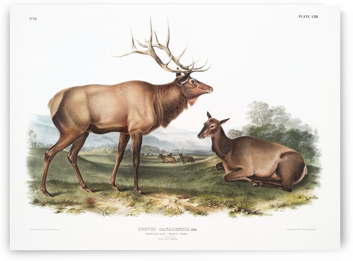 American Elk Cervus Canadensis  by IStockHistory com