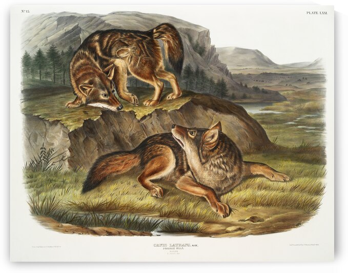 Prairie Wolf Canis latrans  by IStockHistory com