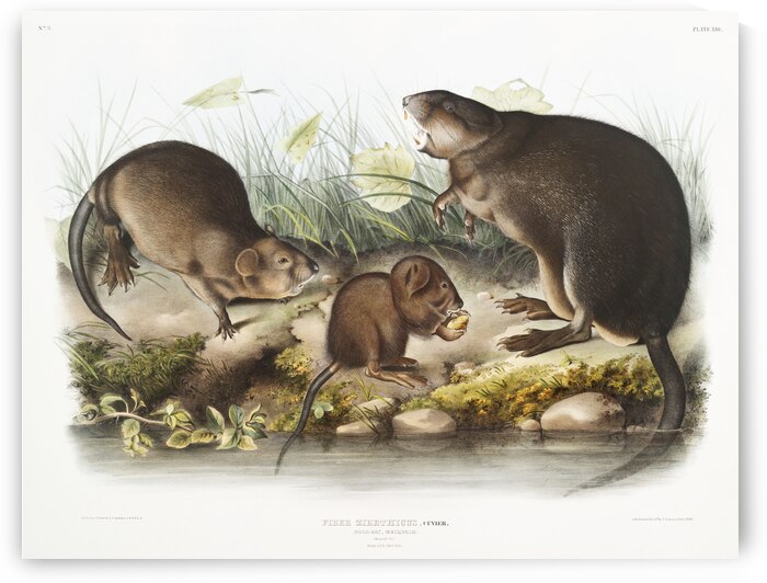 Musk-Rat Musquash Fiber Zibethicus  by IStockHistory com