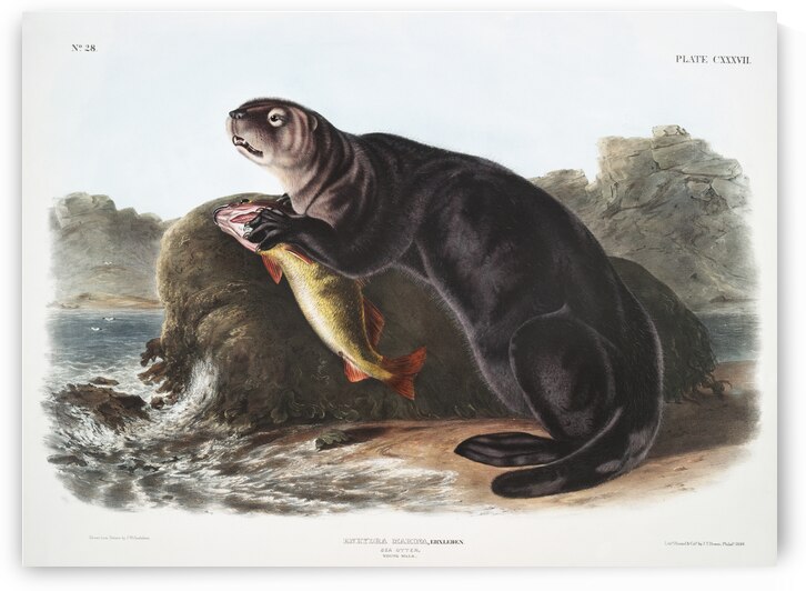 Sea Otter Enhydra marina  by IStockHistory com