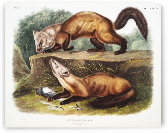 Pine Marten Mustela martes  by IStockHistory com