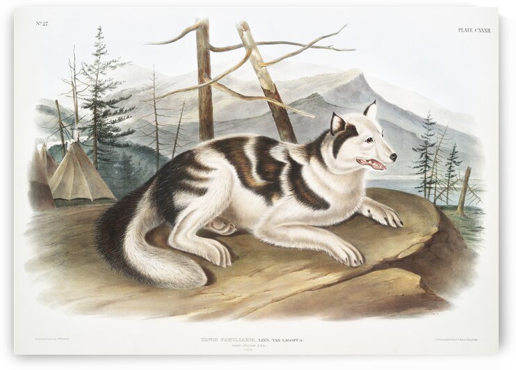 Hare-Indian Dog Canis familiaris  by IStockHistory com