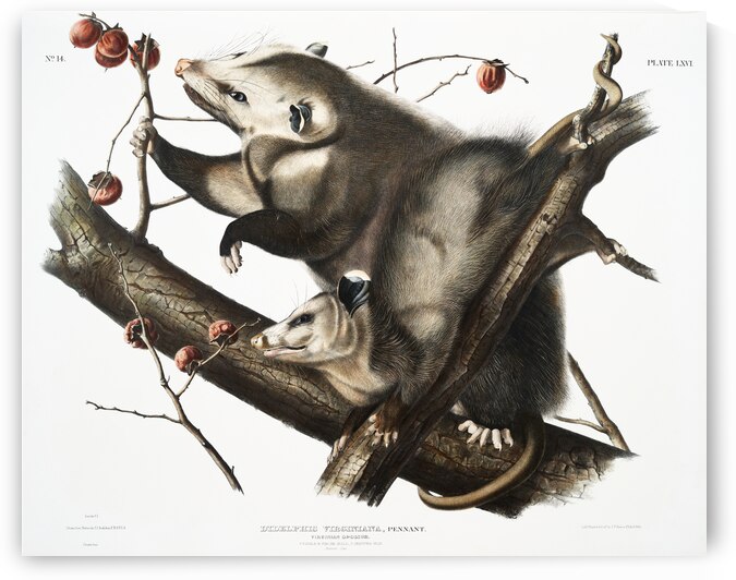 Virginian Opossum Didelphis Virginiana  by IStockHistory com
