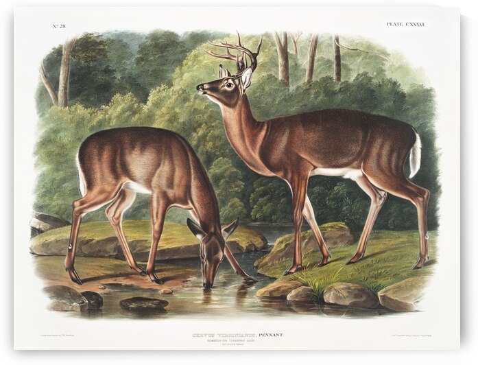 Deer or Virginian Deer Cervus Virginianus  by IStockHistory com