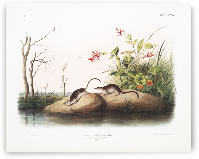 American Marsh Shrew Sorex palustris  by IStockHistory com