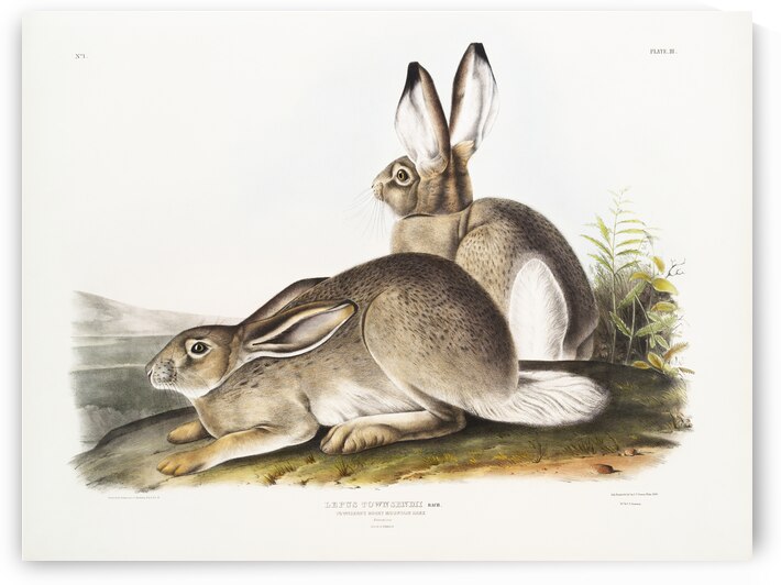 Rocky Mountain Hare Lepus Townsendii  by IStockHistory com