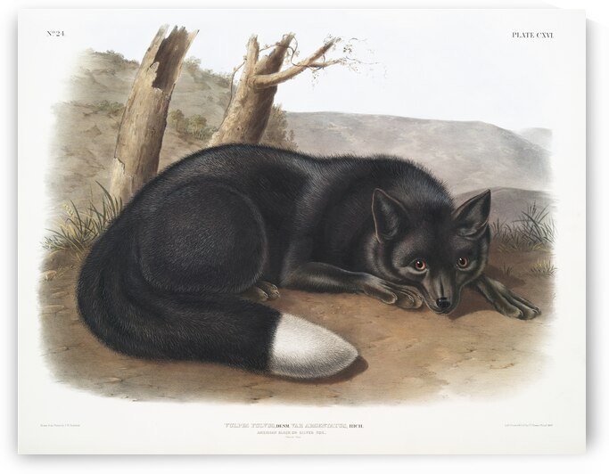American Black or Silver Fox Vulpes fulvus  by IStockHistory com