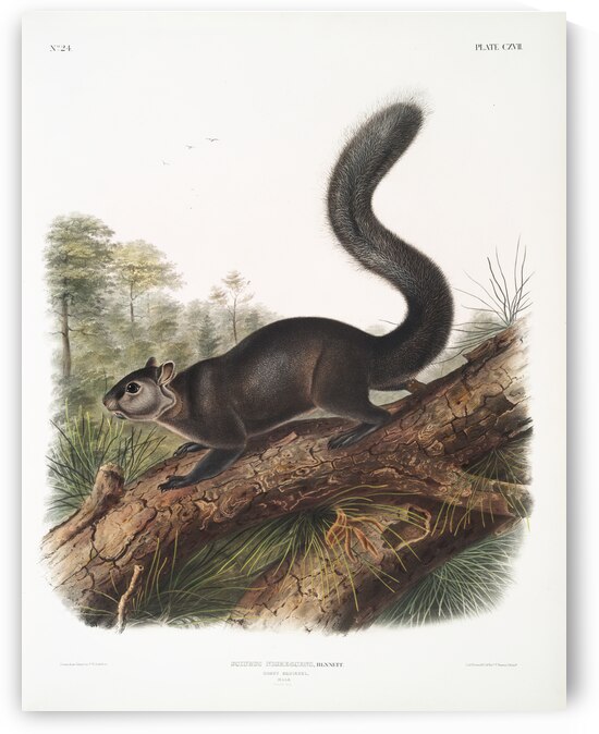 Dusky Sqiurrel Sciurus nigrenscens  by IStockHistory com