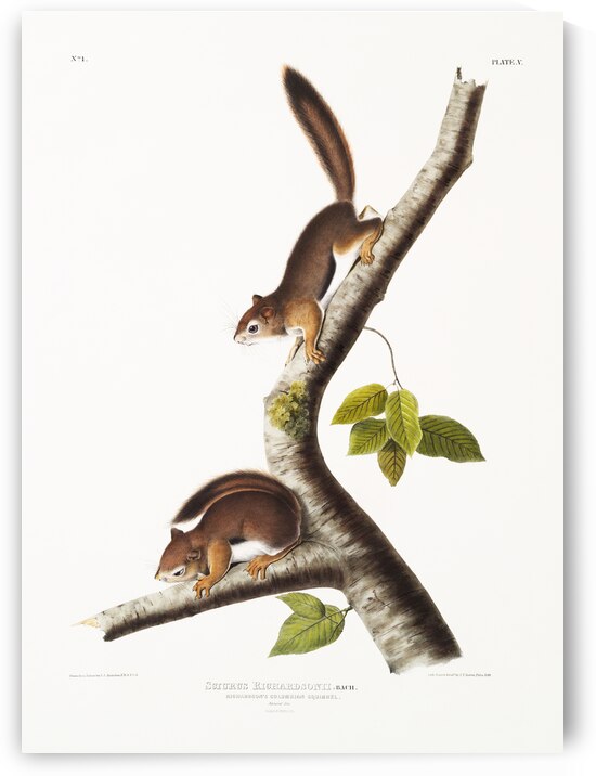 Columbian Squirrel Sciurus Richardsonii  by IStockHistory com