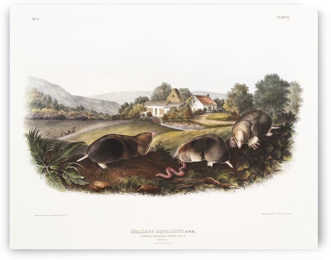 American Shrew Mole Scallops aquaticus  by IStockHistory com