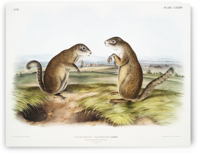 Marmot Squirrel Spermophilus Franklinii  by IStockHistory com
