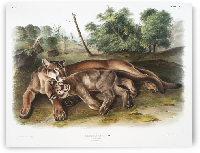 Cougar Felis concolor  by IStockHistory com