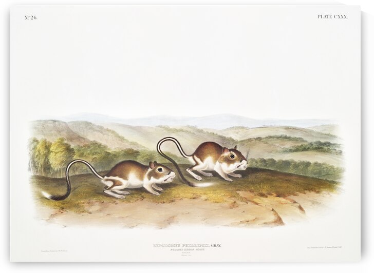 Pouched Jerboa Mouse Dipodomys Phillipsii  by IStockHistory com
