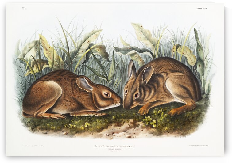 Marsh Hare Lepus palustris  by IStockHistory com