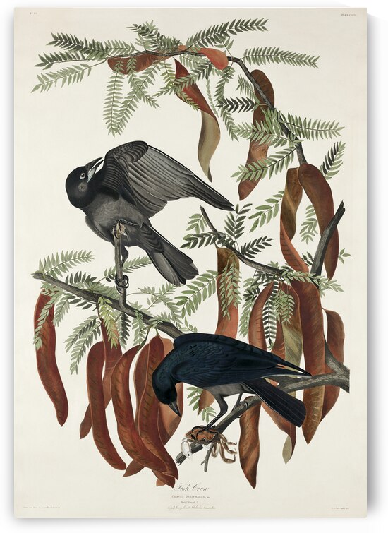 Fish Crow by IStockHistory com