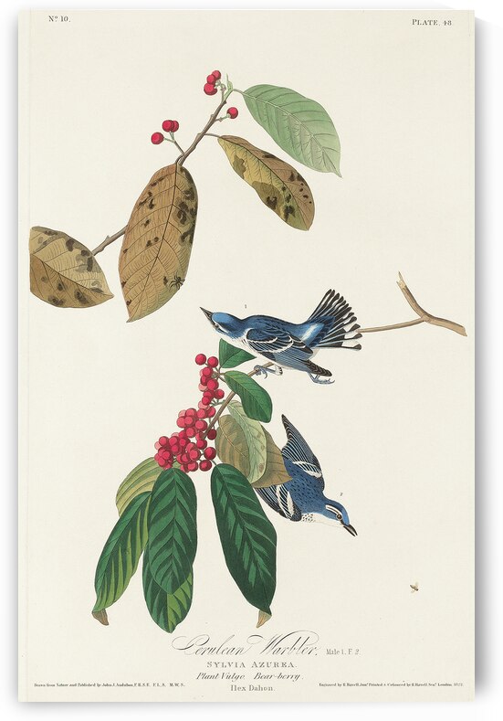 Fish Crow by IStockHistory com