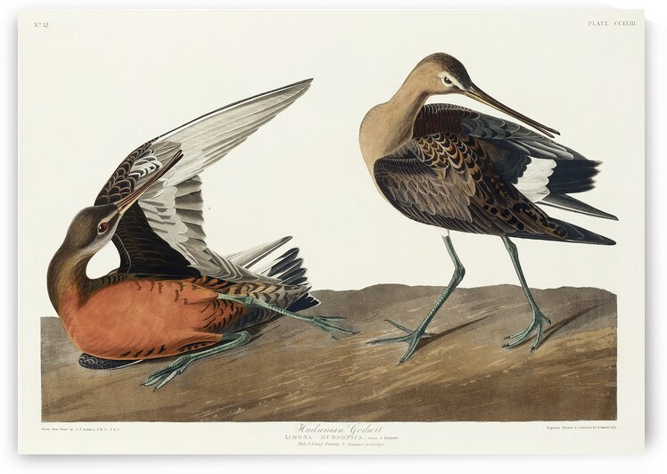 Hudsonian Godwit by IStockHistory com