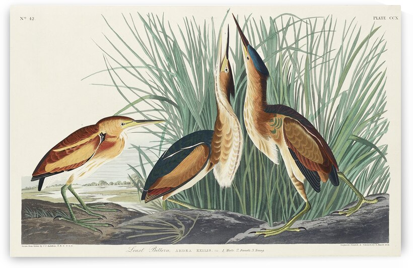 Hudsonian Godwit by IStockHistory com