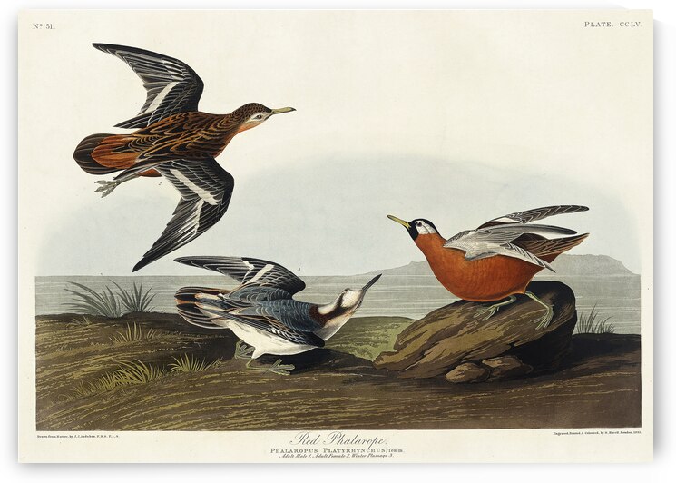 Red Phalarope by IStockHistory com