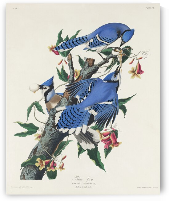 Blue Jay by IStockHistory com