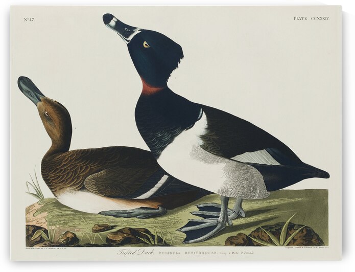 Ring-necked Duck by IStockHistory com