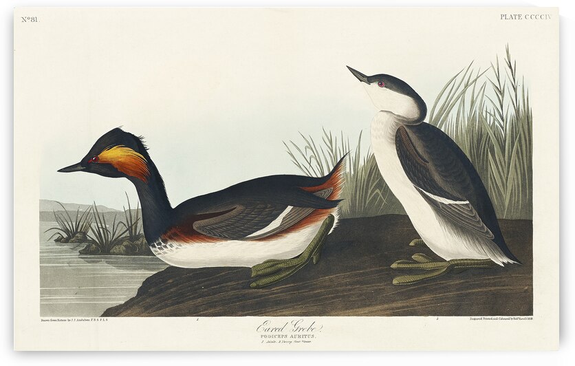 Eared Grebe by IStockHistory com