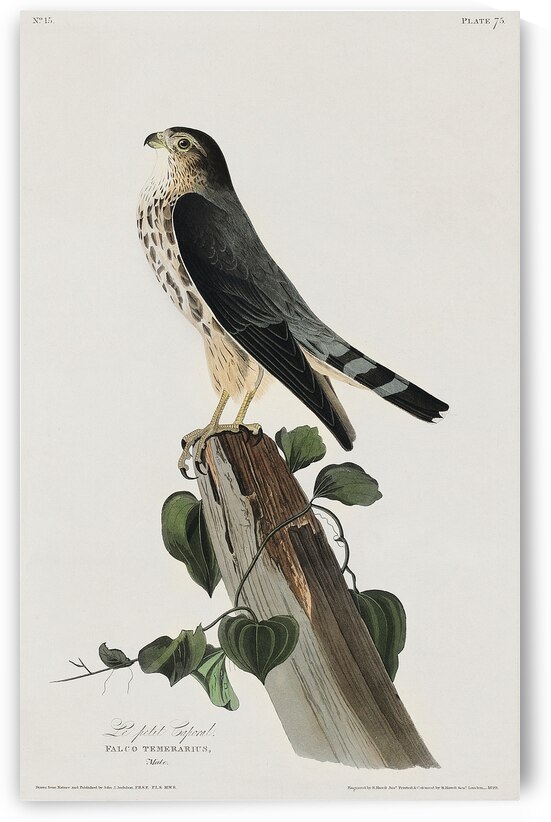 Le Petit Caporal by IStockHistory com