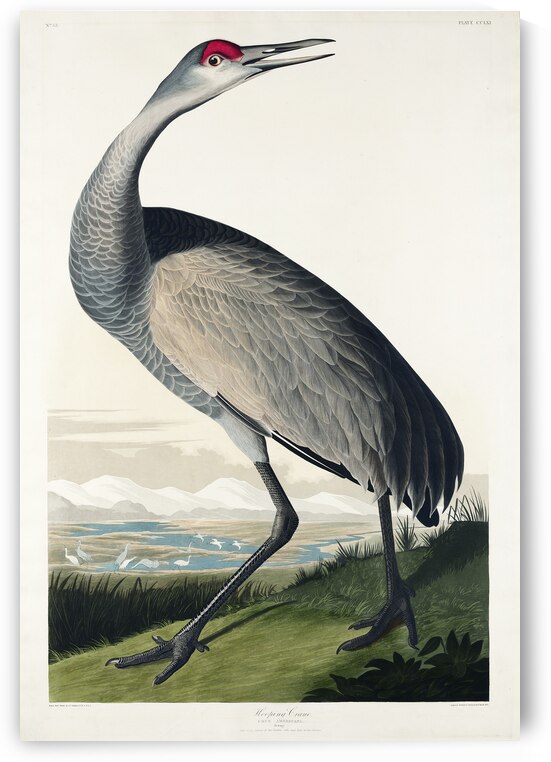 Hooping Crane by IStockHistory com