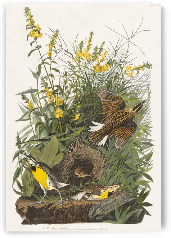 Meadow Lark by IStockHistory com