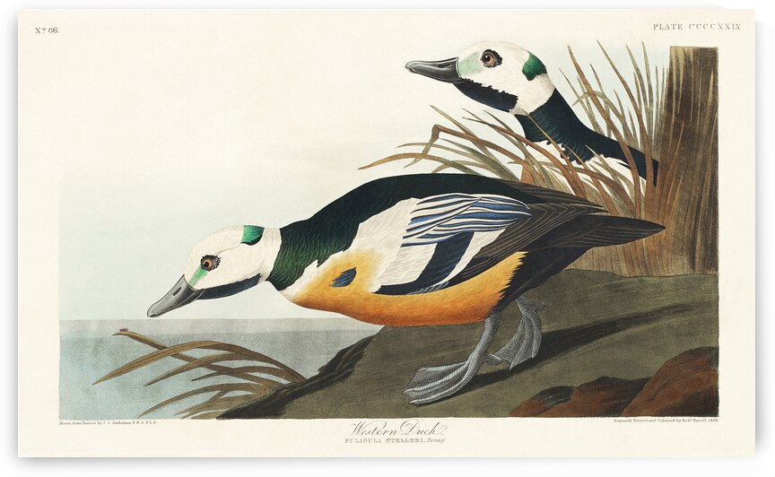 Western Duck by IStockHistory com