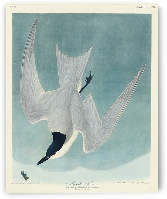 Lenaida Dove by IStockHistory com