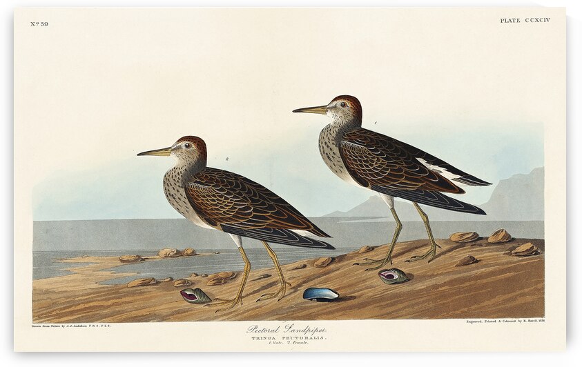 Pectoral Sandpiper by IStockHistory com