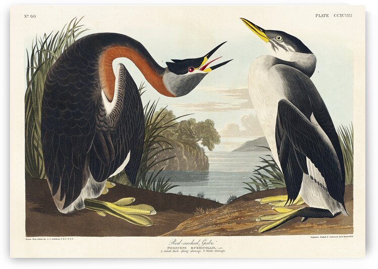 Red-necked Grebe by IStockHistory com