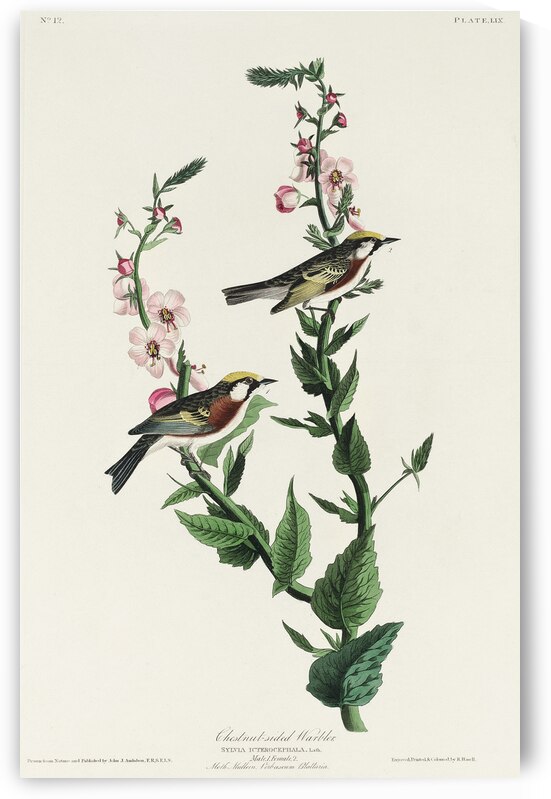 Chestnut-sided Warbler by IStockHistory com