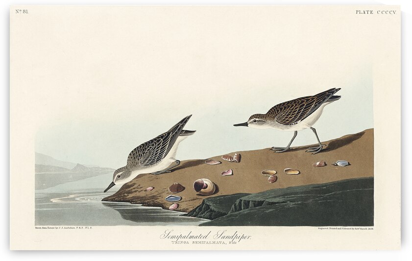 Semipalmated Sandpiper by IStockHistory com
