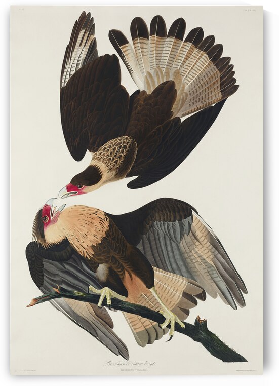 Brasilian Caracara Eagle by IStockHistory com