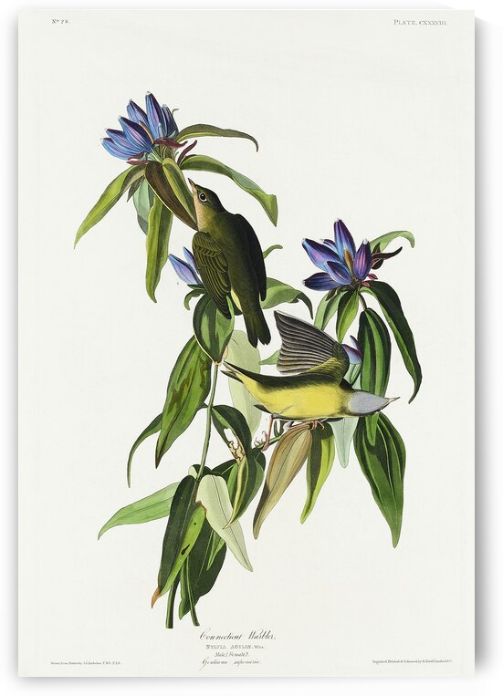 Connecticut Warbler by IStockHistory com