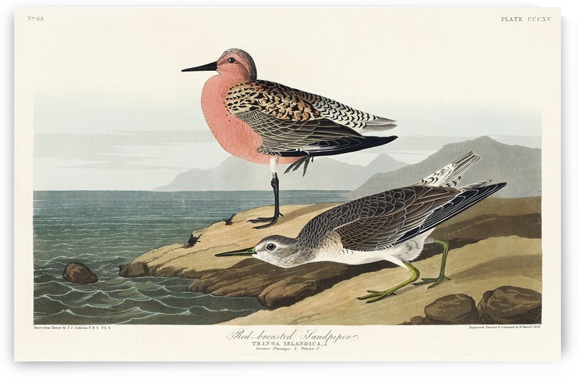 Red-breasted Sandpiper by IStockHistory com