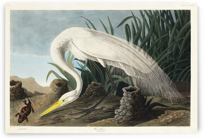 White Heron by IStockHistory com